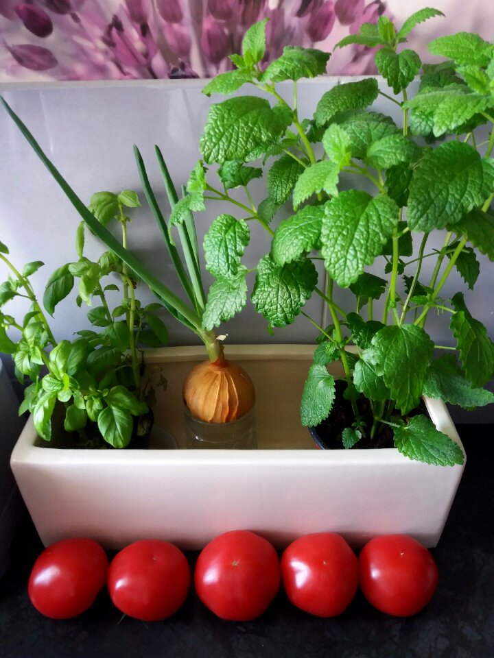 Vegetable health picnic