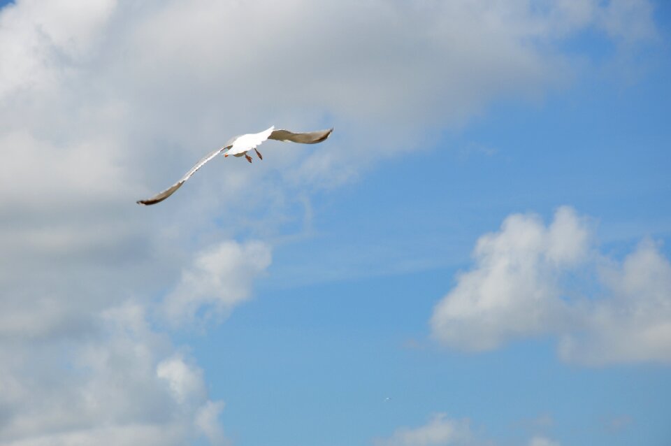 Air nature wing