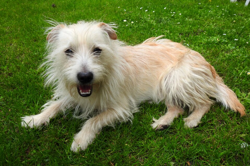 Puppy white dog a yorkshire