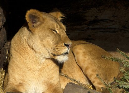 Lion predators expensive photo