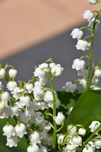 Leaf thrush white bells
