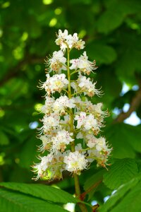 Bloom candle aesculus hippocastanum may