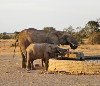 Safari animal african elephant