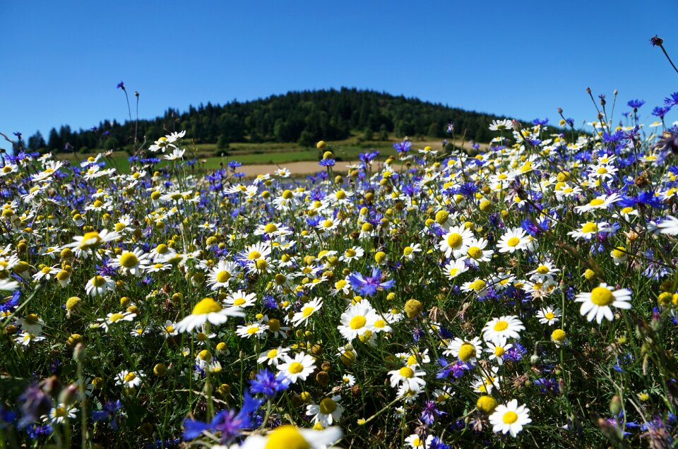 Meadow summer wild flower