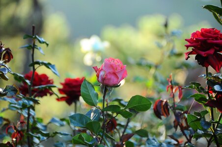 Throat red rose pristine