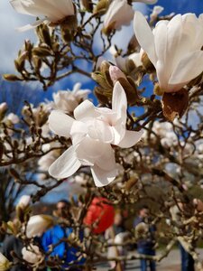 Magnolia tree branch photo