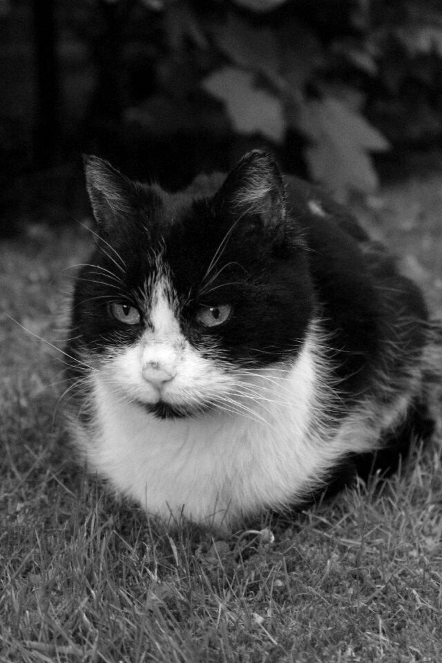 Mammal portrait nature