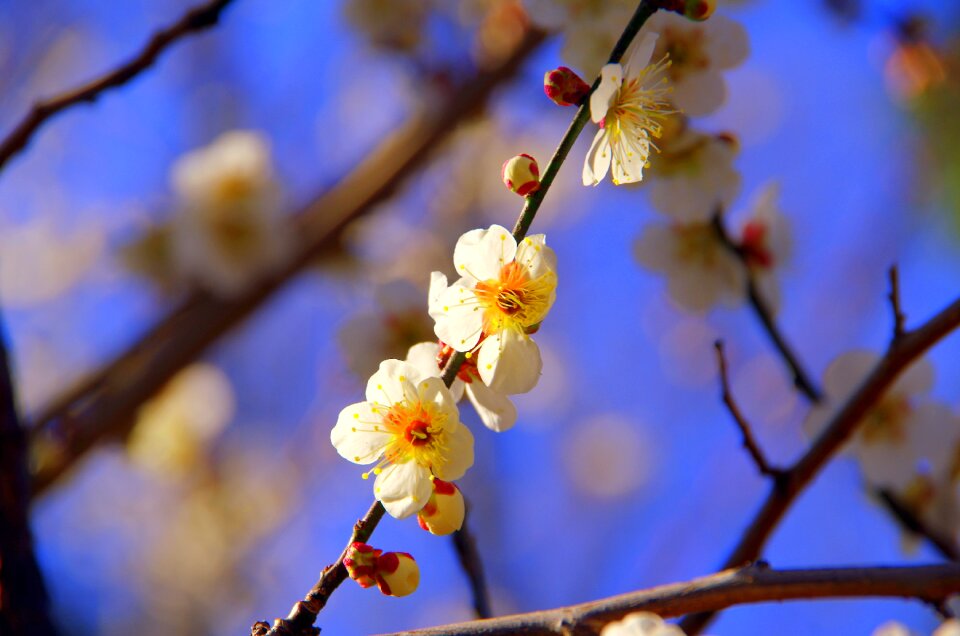Natural cherry outdoors