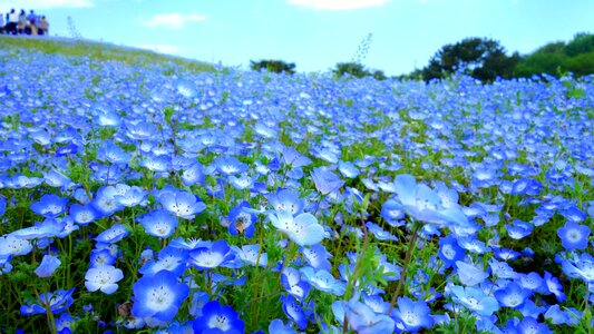 Summer pasture flowering