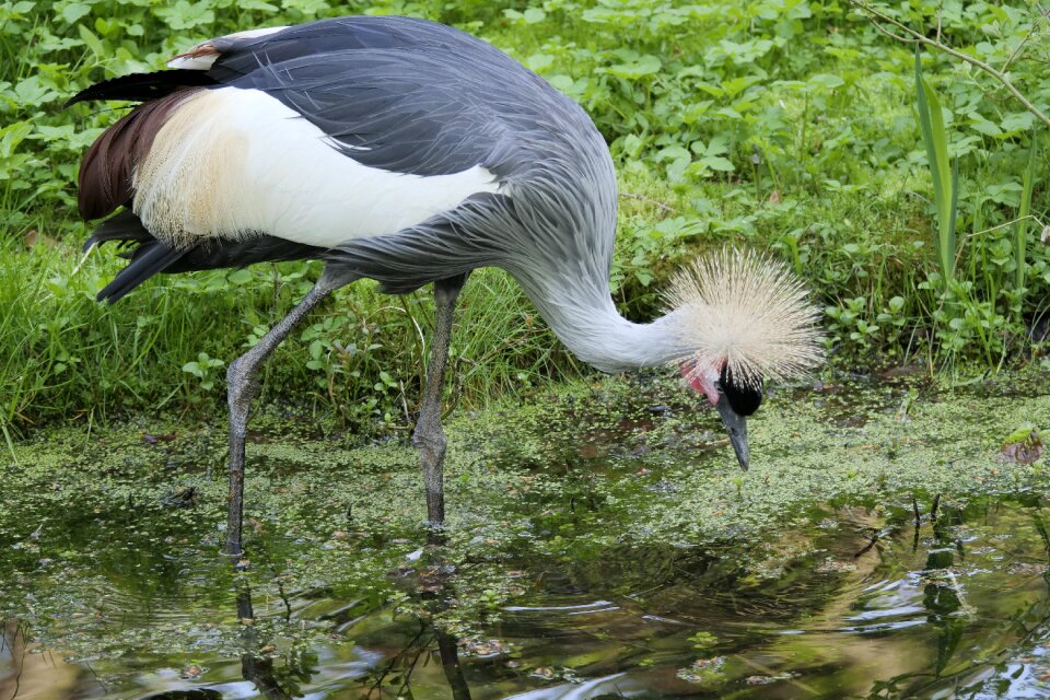 Animal world nature animal