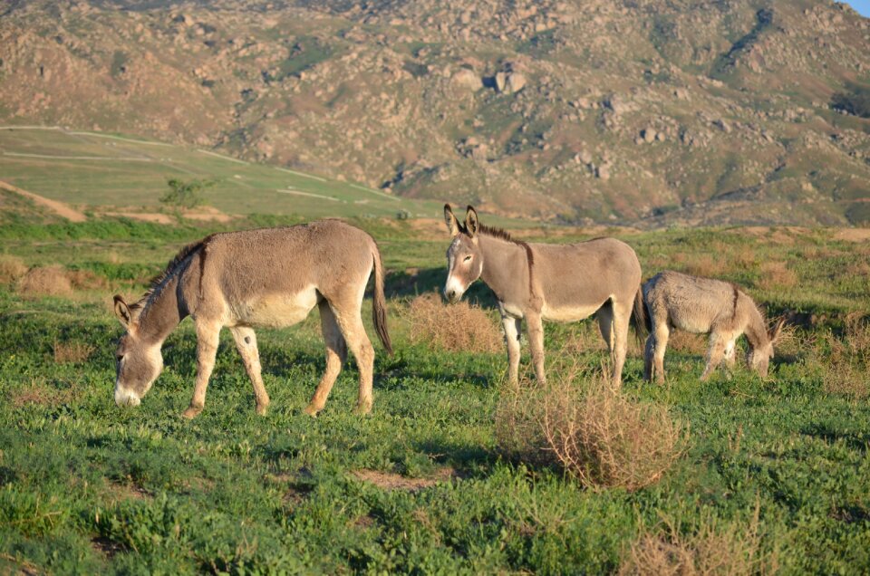 Valley mammal animal