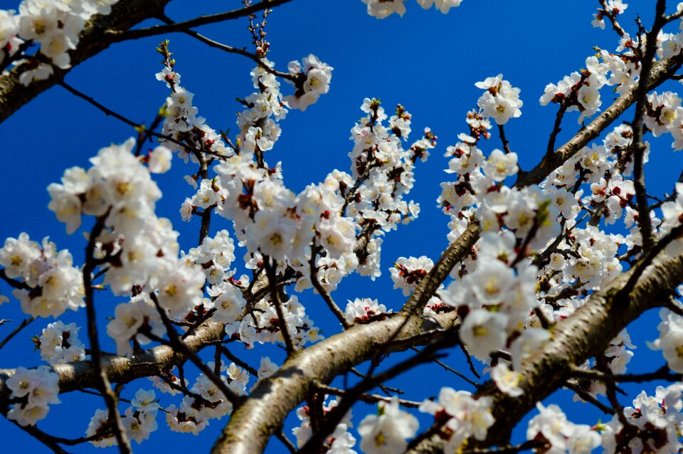 Flower apple blue sky