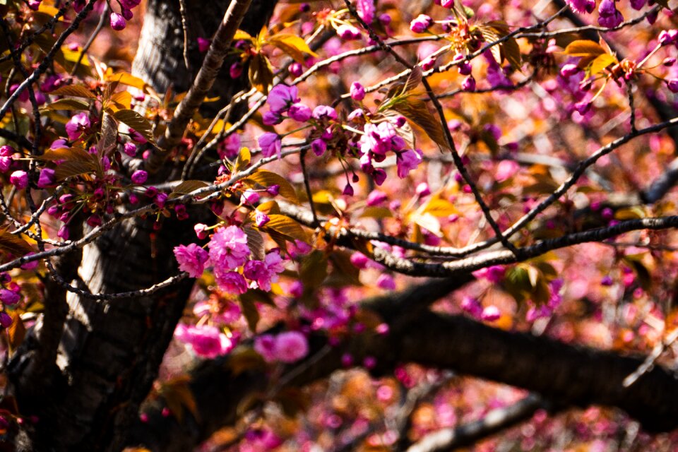 Branch season nature