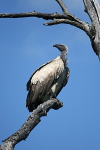 Scavenger feathers africa photo