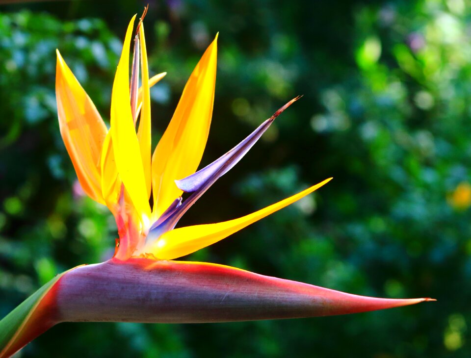 Outdoors flora leaf