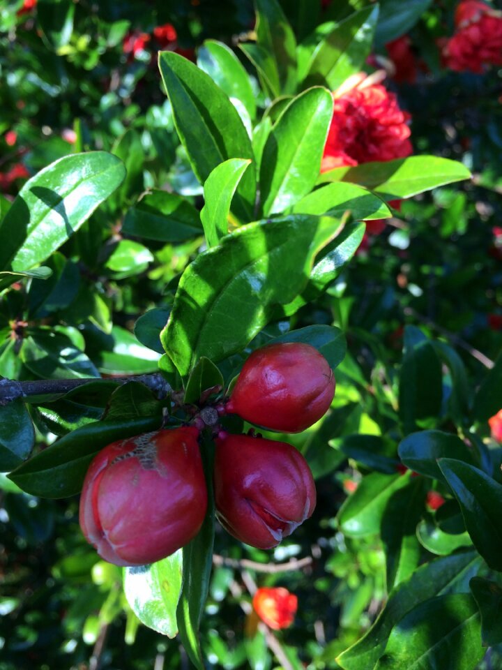 Fruit nature plant