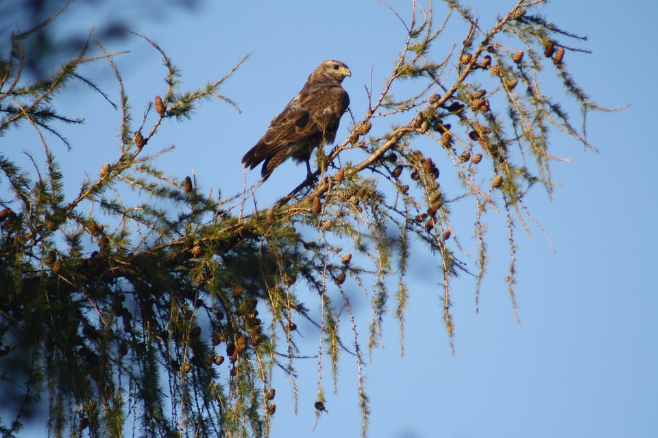 Common buzzard bird spruce