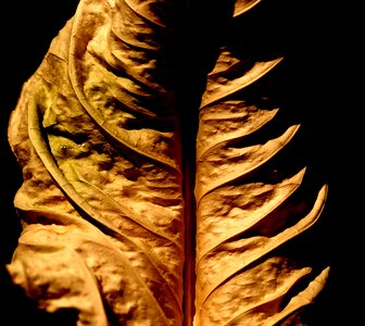 Autumn dry leaf Free photos photo