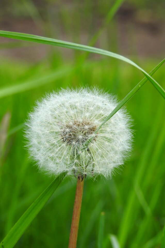 Summer flower dandelion