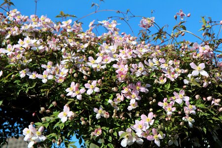 Small flowers pink flowers flowering clematis