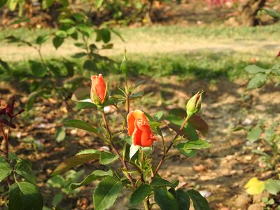 Flora garden buds