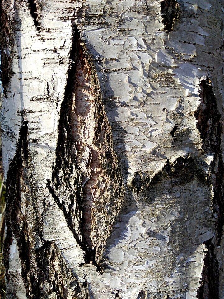 Wallpaper bark wood