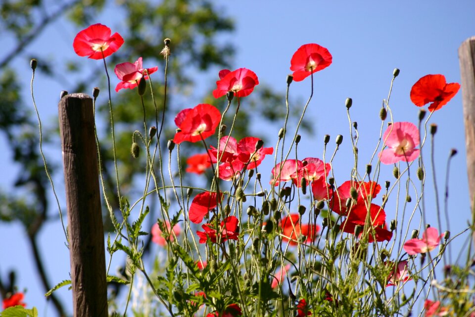 Plant field garden