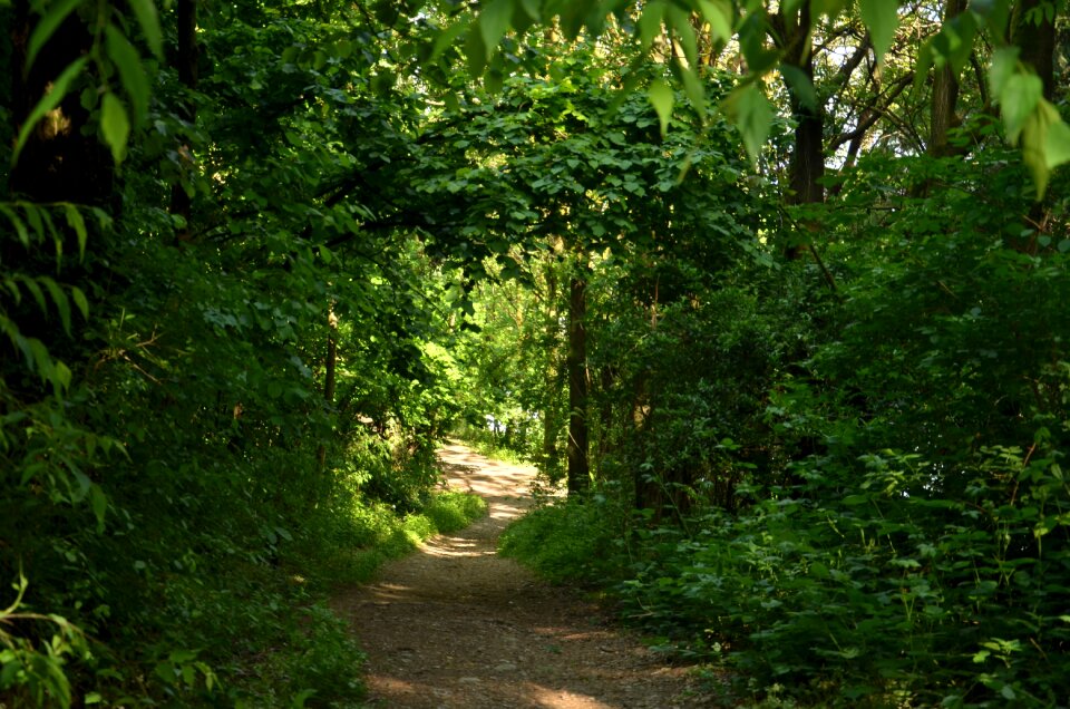 Landscape flora wood