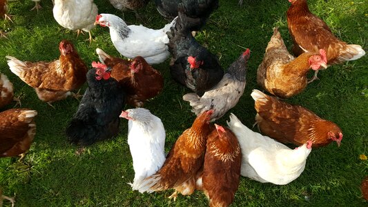 Poultry nature farm