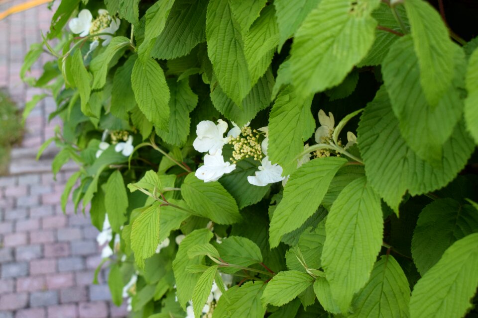 No person growth flower