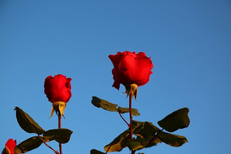Red rose nature flower