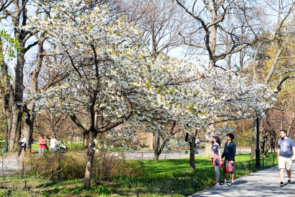 Spring tree season