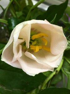 White nature petals photo