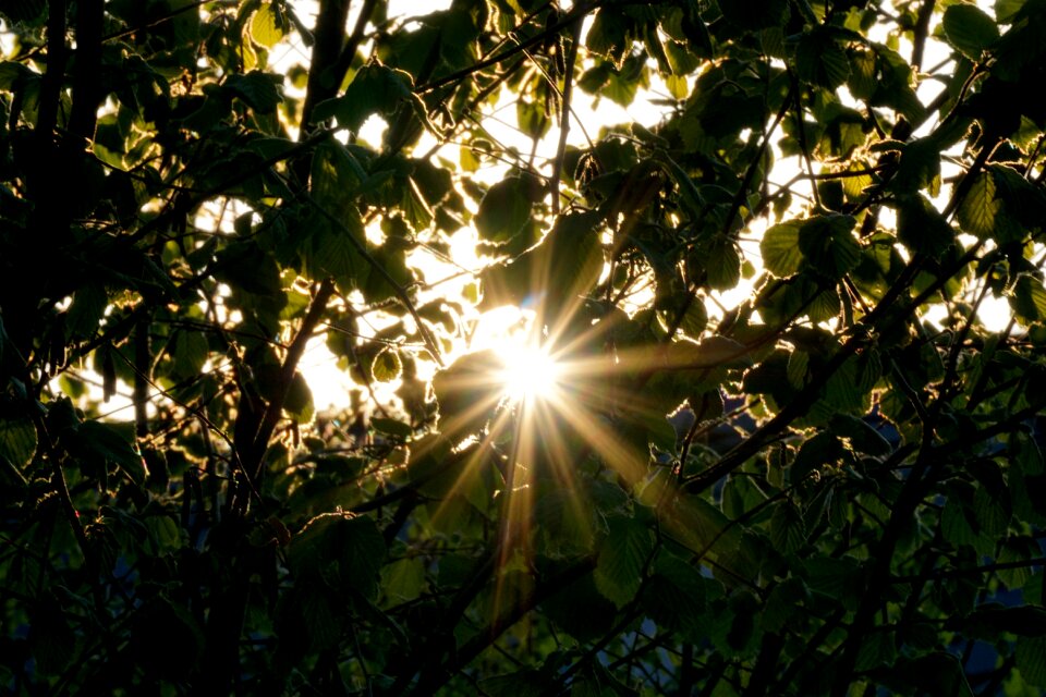 Nature leaf sun