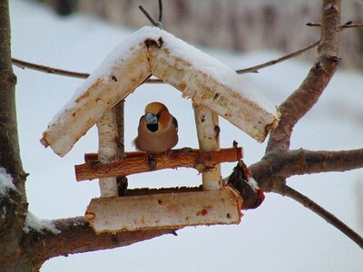 Bird animal bird feeder