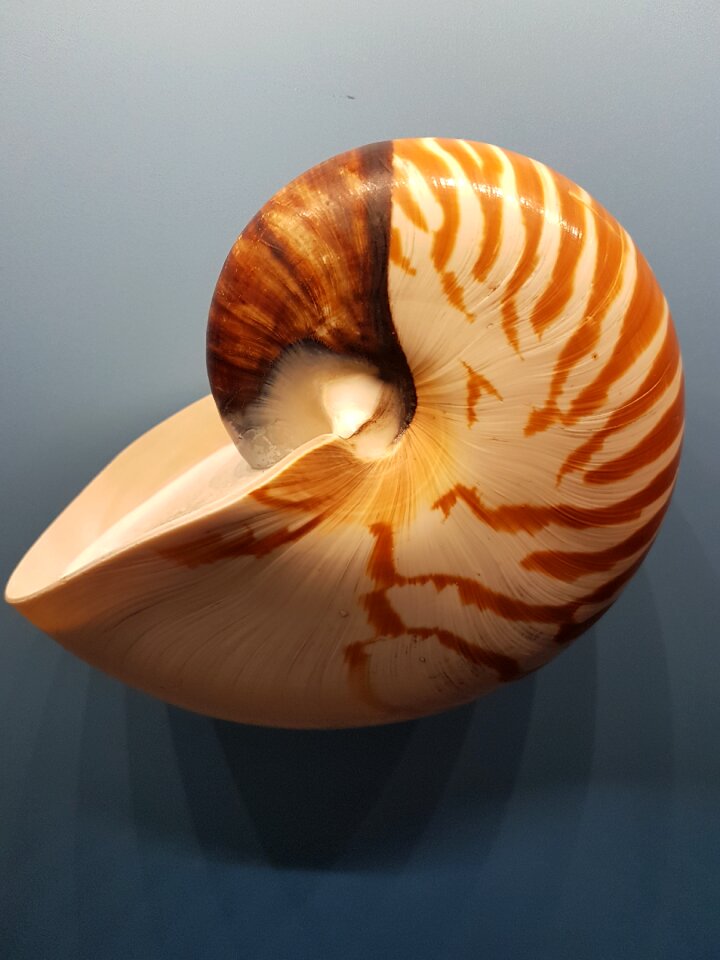 Evertebrat exoskeleton a