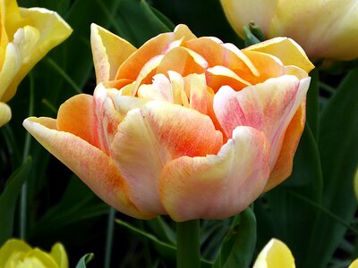 Yellow spring keukenhof