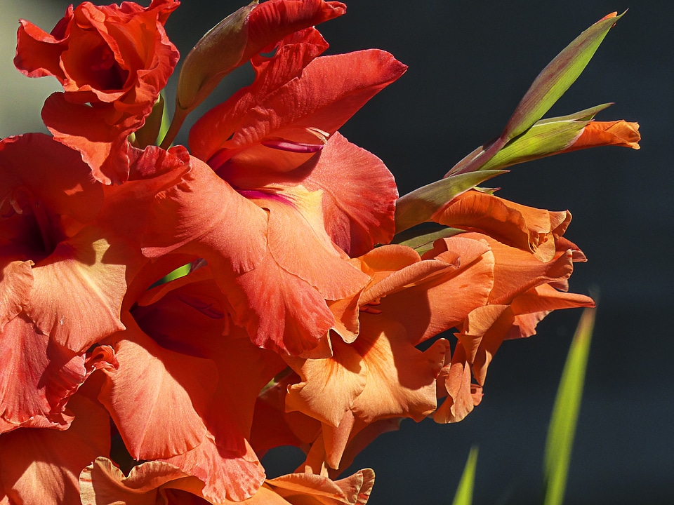 Red green bloom