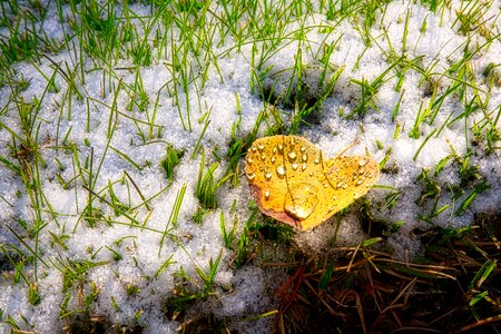 Environment outdoors leaf