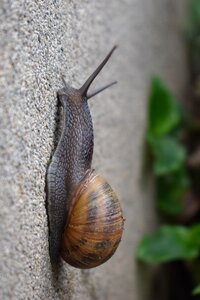 Clam invertebrate exoskeleton
