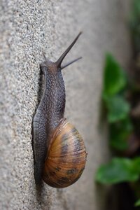 Clam invertebrate exoskeleton photo