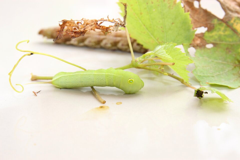 Green insects little worm