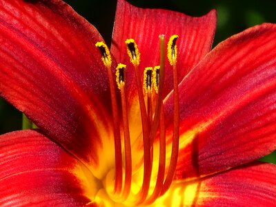 Bright flora red