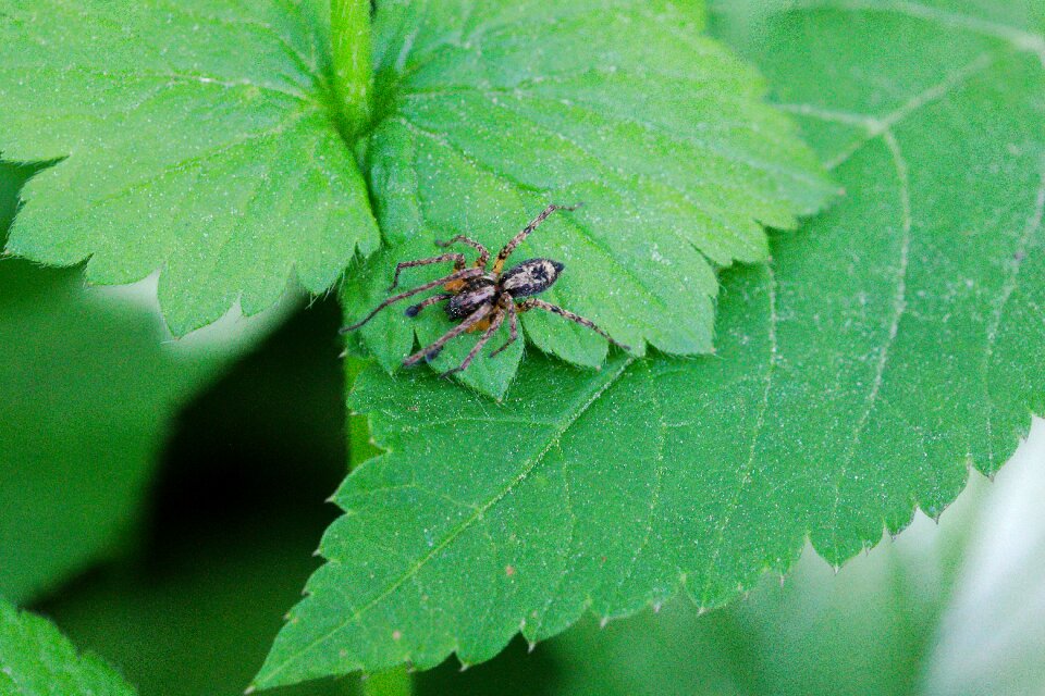 Insect environment summer