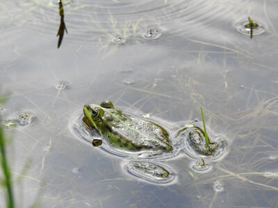 Wet the frog spring photo
