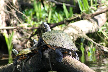 Wood reptile turtle photo