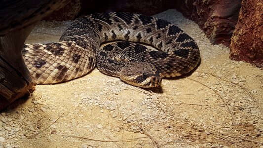 Reptile nature animal world