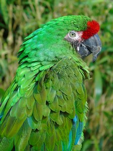 Beak wing macaw