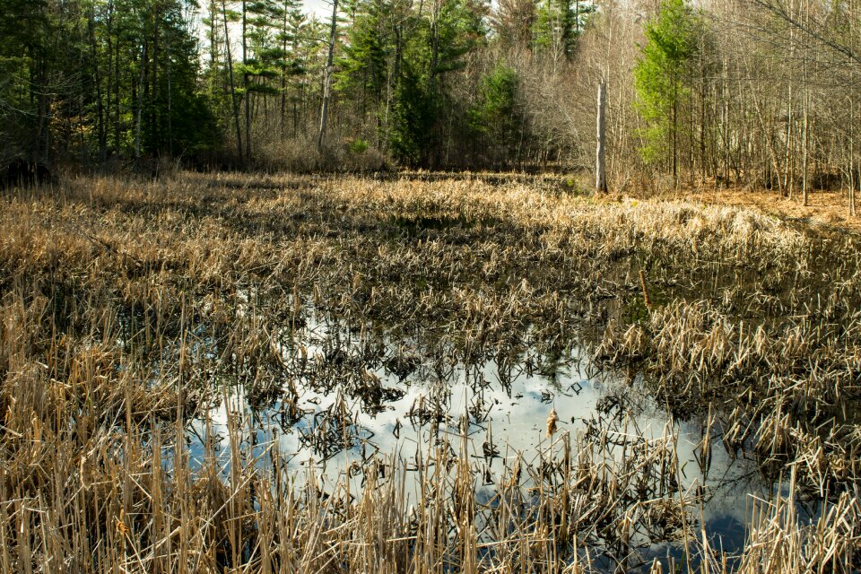 Grass water tree