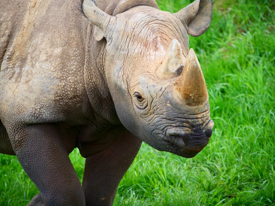 Wildlife nature mammal